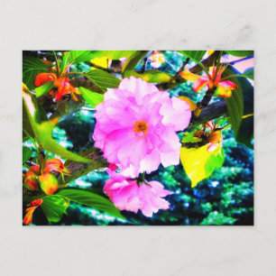 CHERRY BLOMMARS POSTCARD VYKORT