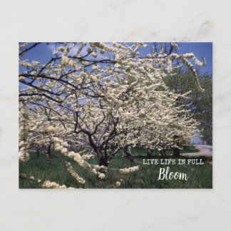 Cherry Blommars Retro Farm Orchard Blooms Vykort