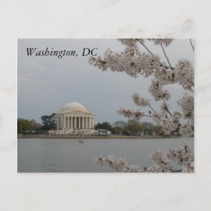 Cherry Blommars: Washington, D.C. Postcard Vykort
