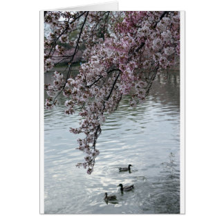 Cherry Blommars Washington DC Hälsningskort