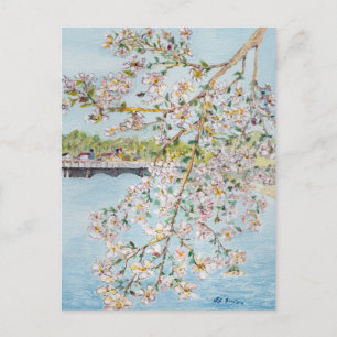Cherry Blommars Washington DC Painterly Watercolor Vykort