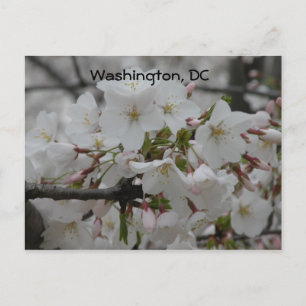 Cherry Blommars: Washington, DC Postcard Vykort