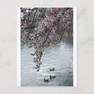 Cherry Blommars Washington DC Vykort