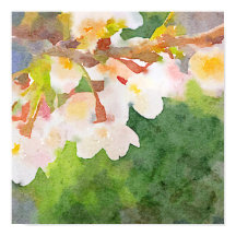 Cherry Blommars Watercolor Sakura Flowers Vår