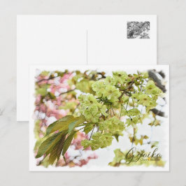 Cherry Blossom "Gyoiko" ポストカード Vykort