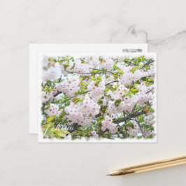 Cherry Blossom "Ichiyo" Vykort
