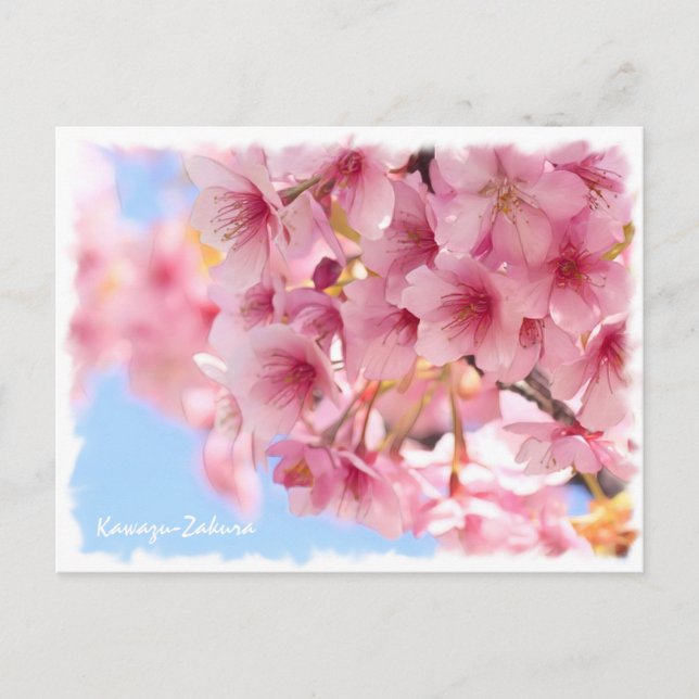 Cherry blossom: Kawazu-Zakura Vykort (Framsida)