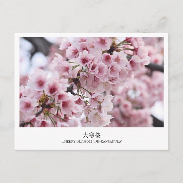 Cherry Blossom ‘Oh-kanzakura’ Vykort (Framsida)