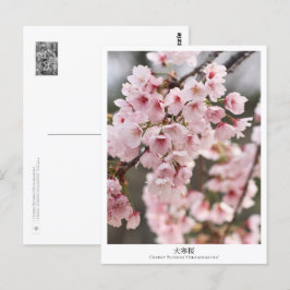 Cherry Blossom ‘Oh-kanzakura’ Vykort
