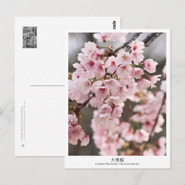 Cherry Blossom ‘Oh-kanzakura’ Vykort (Fram/baksida)