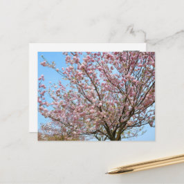 Cherry Blossom: Omoigawa Vykort