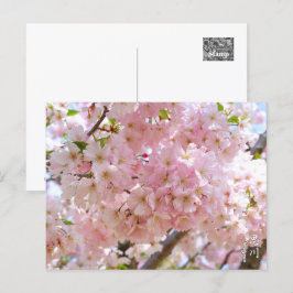 Cherry Blossom: Omoigawa Vykort