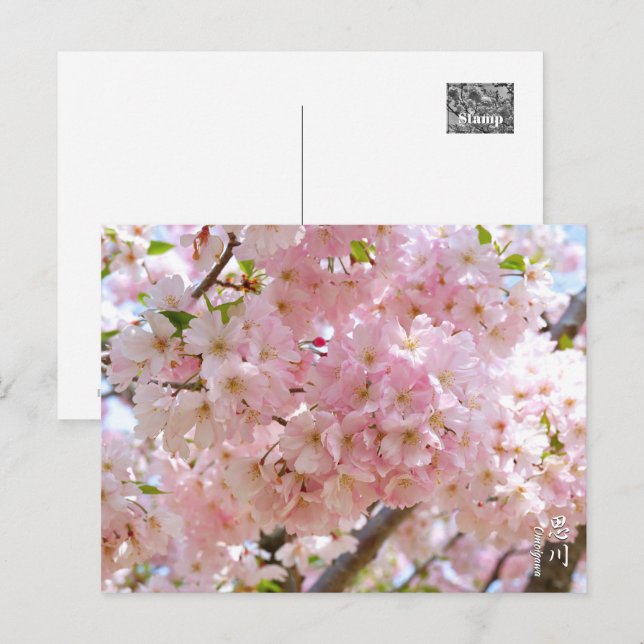 Cherry Blossom: Omoigawa Vykort (Fram/baksida)