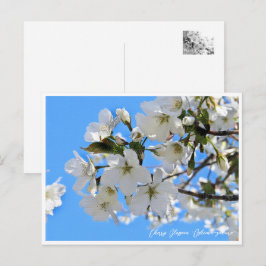Cherry Blossom "Oshima-zakura" Vykort