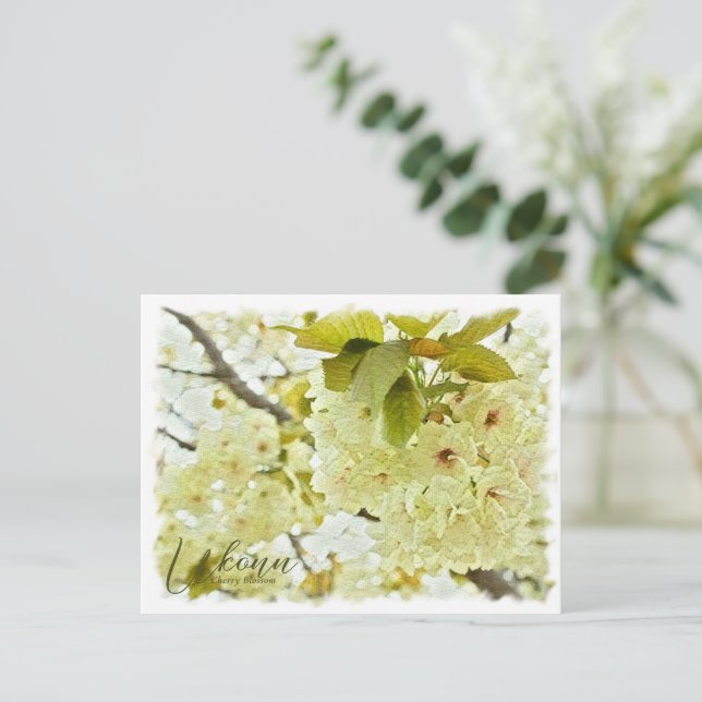 Cherry Blossom "Ukonn" ポストカード Vykort (Stående Fram)