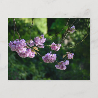 Cherry blossom  vykort