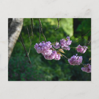 Cherry blossom  vykort