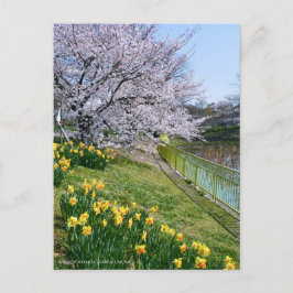 Cherry blossom & Wild Daffodil Vykort