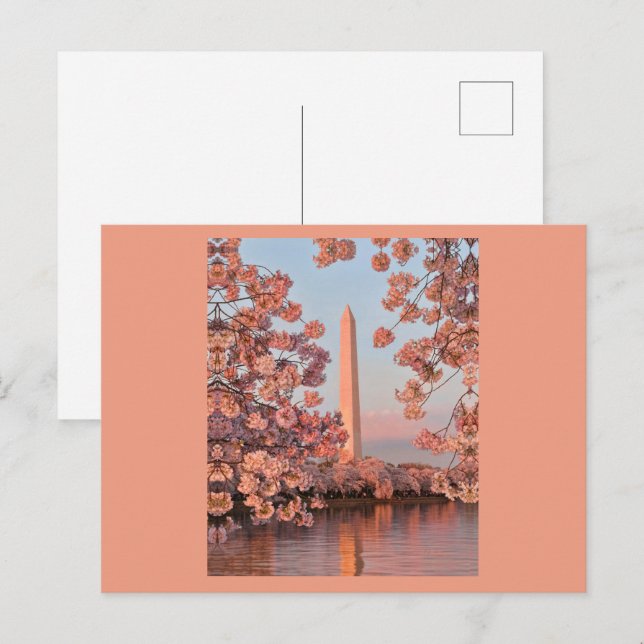 Cherry Blossoms and Washington Monument Postcard Vykort (Fram/baksida)