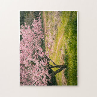 Cherry blossoms blooming in the rural hill pussel