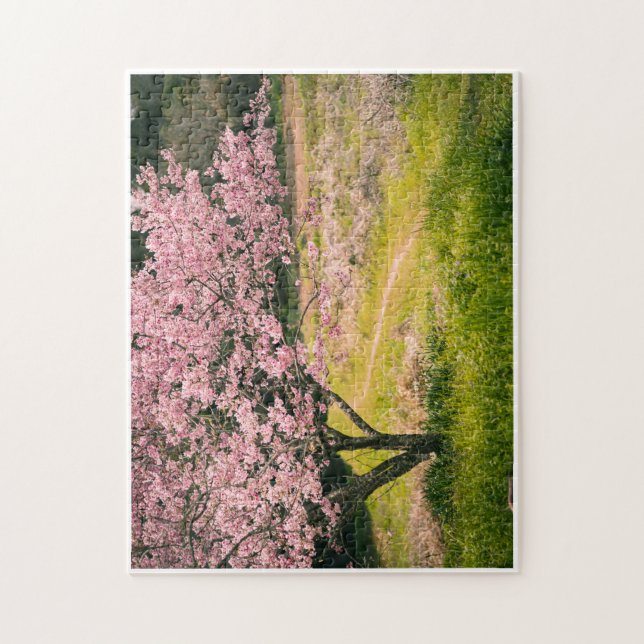Cherry blossoms blooming in the rural hill pussel (Vertikal)