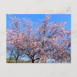 Cherry Blossoms: Jugatsu-zakura [Postcard] Vykort