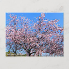Cherry Blossoms: Jugatsu-zakura [Postcard] Vykort