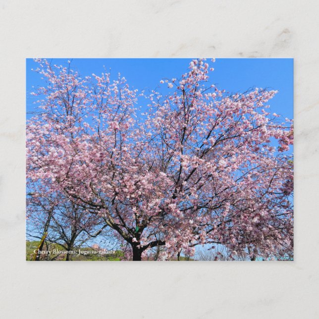 Cherry Blossoms: Jugatsu-zakura [Postcard] Vykort (Framsida)