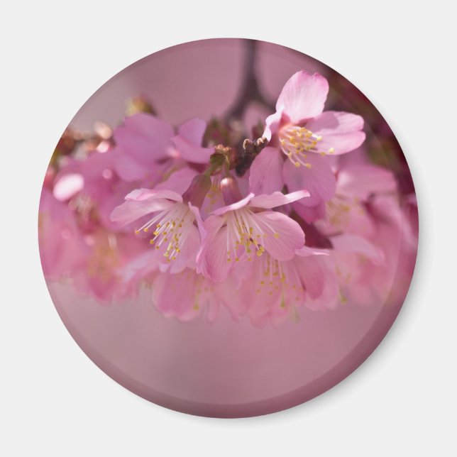 Cherry Blossoms Varmkälla  2012 Kläder  & presente Magnet (Framsidan)