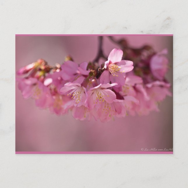 Cherry Blossoms Varmkälla  2012 Kläder  & presente Vykort (Framsida)
