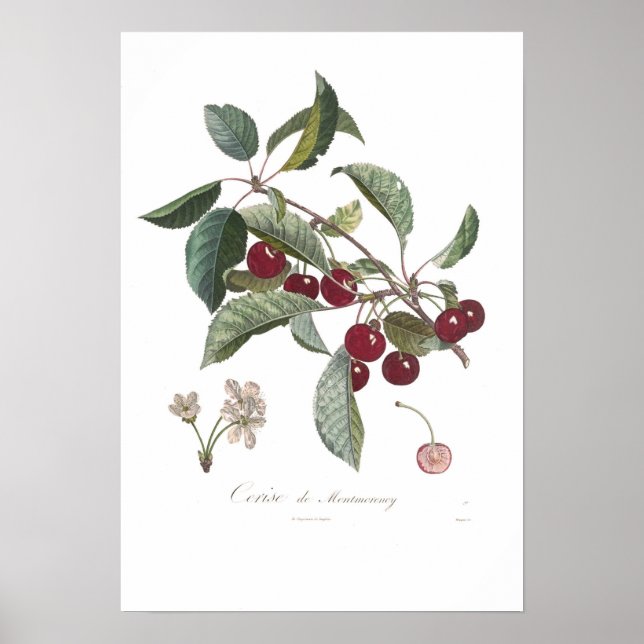 Cherry, Cerise de Montmorency Poster (Framsidan)