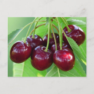Cherry-gäng på träd vykort