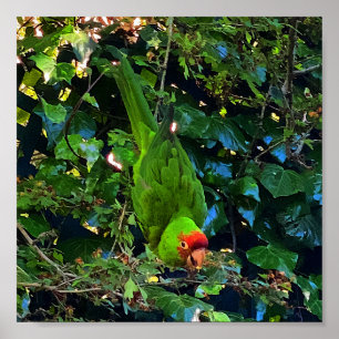 Cherry Headed Conure #1 Affisch