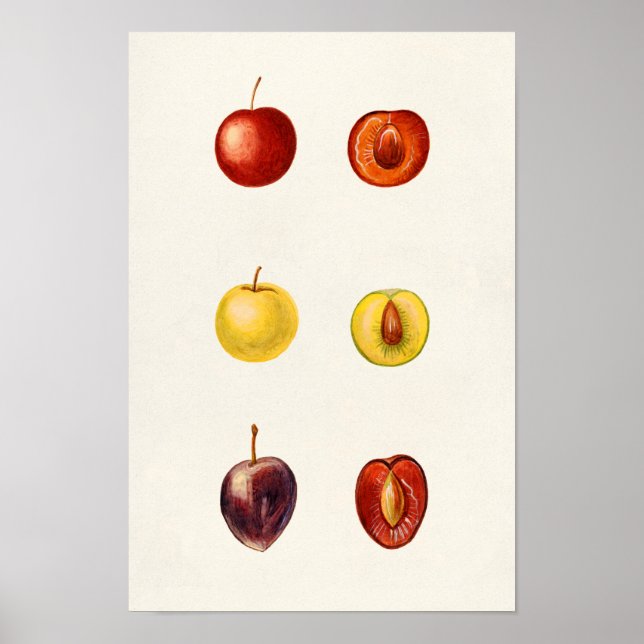 Cherry Plum (Prunus Cerasifera var. Divaricata) Poster (Framsidan)