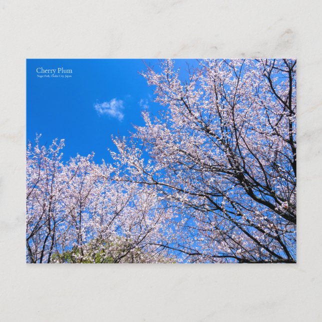 Cherry Plum [vykort] Vykort (Framsida)