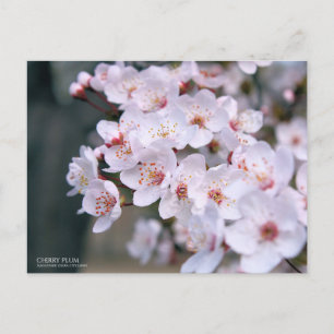 Cherry Plum:vykort Vykort