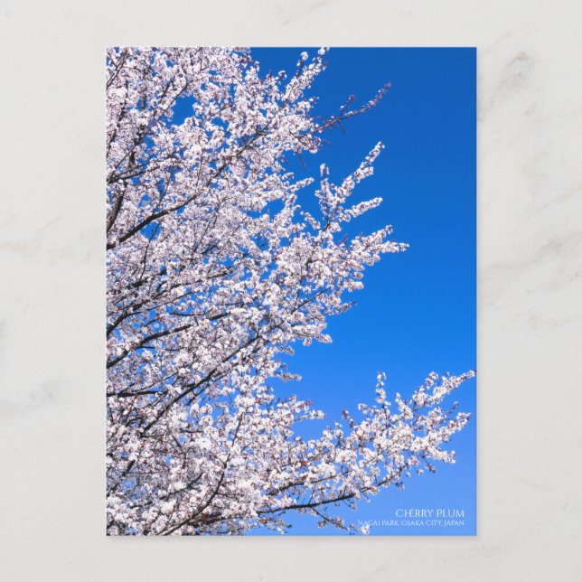 Cherry Plum:vykort Vykort (Framsida)