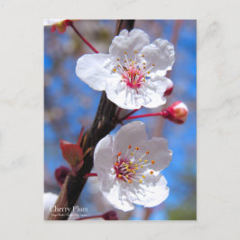 Cherry Plum [vykort] Vykort