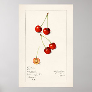Cherry Poster