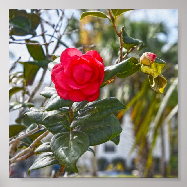 Cherry Red Camellia Flower och Bud Poster (Framsidan)