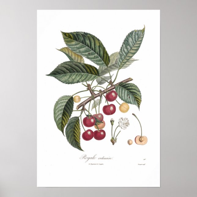 Cherry,Royale Poster (Framsidan)