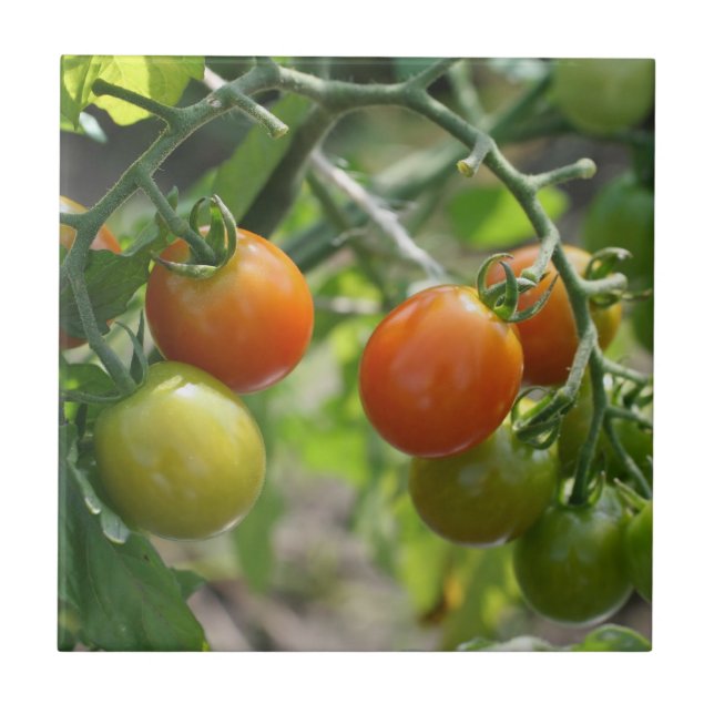 Cherry Tomates on Vine Nature Kakelplatta (Framsidan)