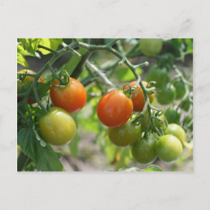 Cherry Tomates on Vine Nature Vykort