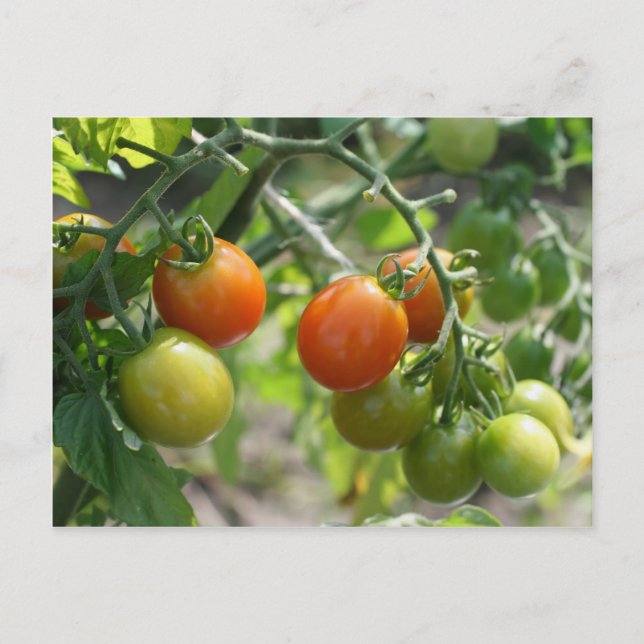 Cherry Tomates on Vine Nature Vykort (Framsida)