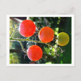 Cherry Tomato Postcard Vykort