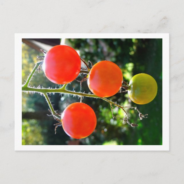 Cherry Tomato Postcard Vykort (Framsida)