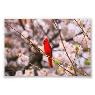 Cherry Träd Bird Fototryck