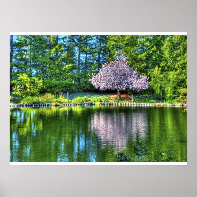 Cherry Träd Blommar Poster (Framsidan)