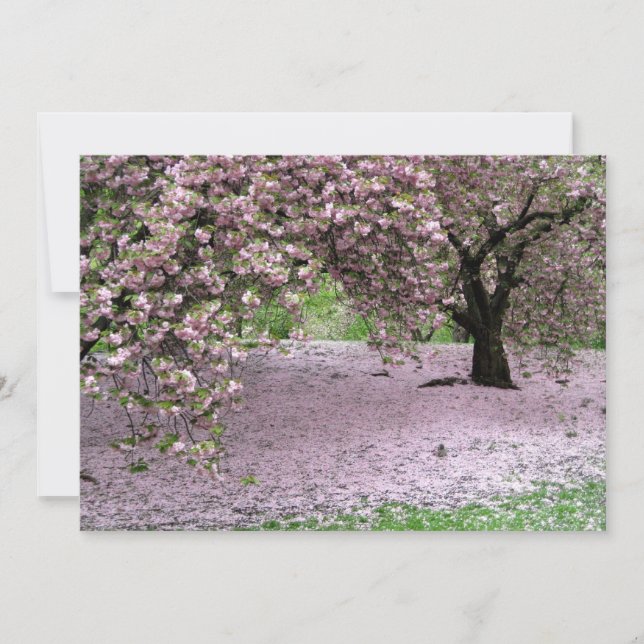 Cherry Träd Blommar Vår i Central Park (Framsida)