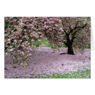 Cherry Träd Blommar Vår i Central Park Hälsningskort